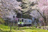 湯野上温泉駅の桜と会津鉄道の列車 [KNO110025151]