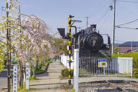 日中線しだれ桜並木 [KNO110025157]