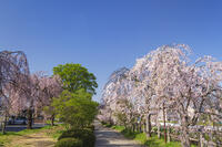 日中線しだれ桜並木 [KNO110025160]