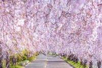 日中線しだれ桜並木 [KNO110025163]