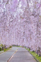 日中線しだれ桜並木 [KNO110025165]