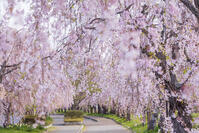 日中線しだれ桜並木 [KNO110025166]