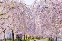 日中線しだれ桜並木 [KNO110025169]