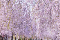 日中線しだれ桜並木 [KNO110025170]