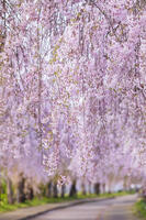 日中線しだれ桜並木 [KNO110025171]