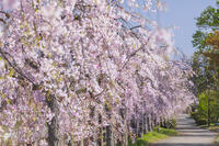 日中線しだれ桜並木 [KNO110025174]