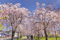 日中線しだれ桜並木 [KNO110025178]