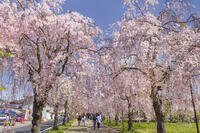 日中線しだれ桜並木 [KNO110025179]