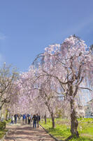 日中線しだれ桜並木 [KNO110025182]
