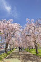 日中線しだれ桜並木 [KNO110025183]