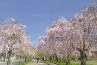 日中線しだれ桜並木 [KNO110025187]
