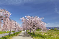 日中線しだれ桜並木 [KNO110025189]