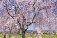 日中線しだれ桜並木 [KNO110025190]