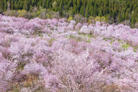 桜峠のオオヤマザクラ [KNO110025204]