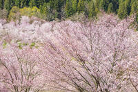 桜峠のオオヤマザクラ [KNO110025206]