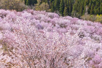 桜峠のオオヤマザクラ [KNO110025212]