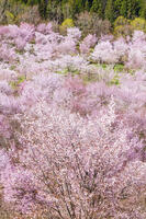 桜峠のオオヤマザクラ [KNO110025213]