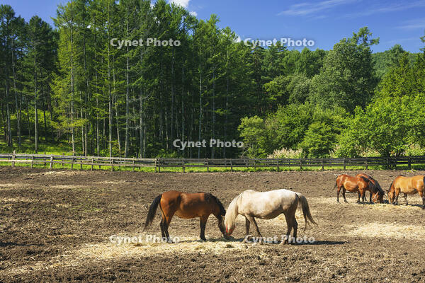 木曽馬の里 [KNO110022724]