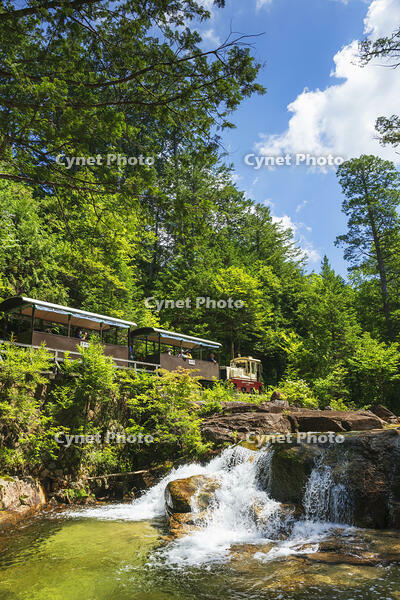 赤沢自然休養林の赤沢森林鉄道 [KNO110022725]