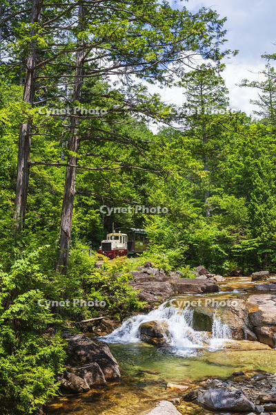 赤沢自然休養林の赤沢森林鉄道 [KNO110022729]