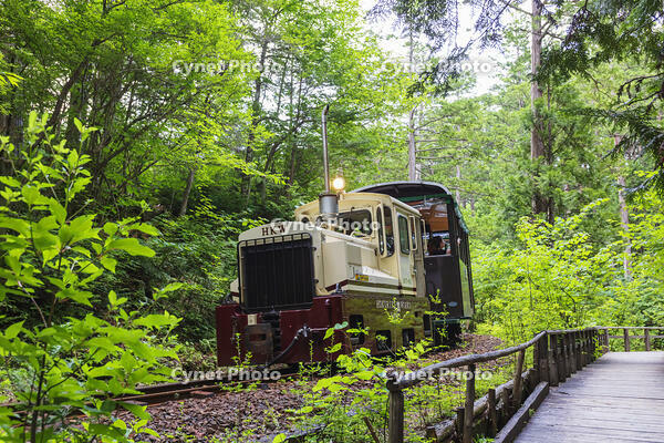 赤沢自然休養林の赤沢森林鉄道 [KNO110022731]