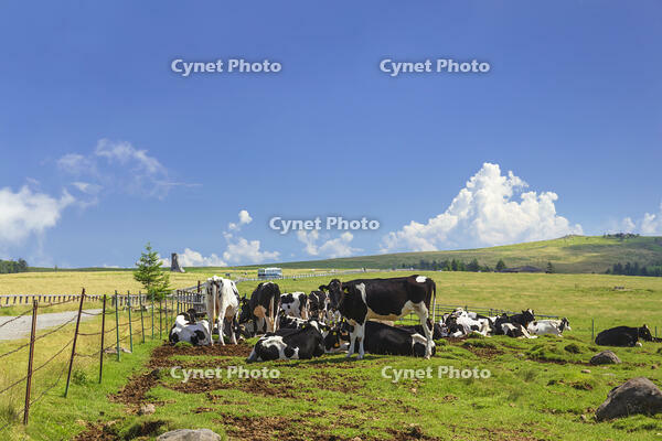 美ヶ原牧場の放牧 [KNO110022756]