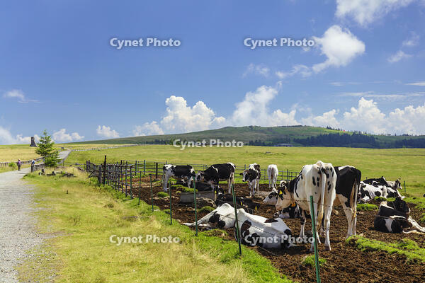 美ヶ原牧場の放牧 [KNO110022757]