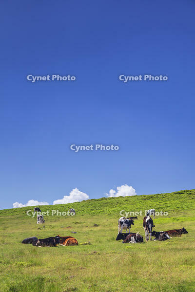 美ヶ原牧場の放牧 [KNO110022758]