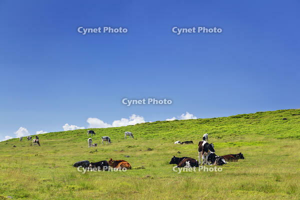 美ヶ原牧場の放牧 [KNO110022759]