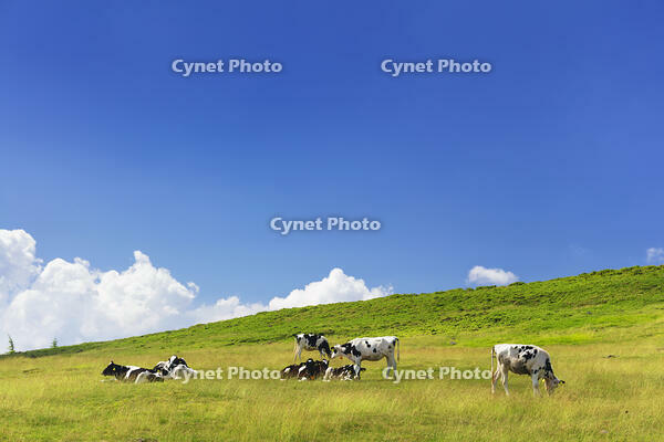 美ヶ原牧場の放牧 [KNO110022760]