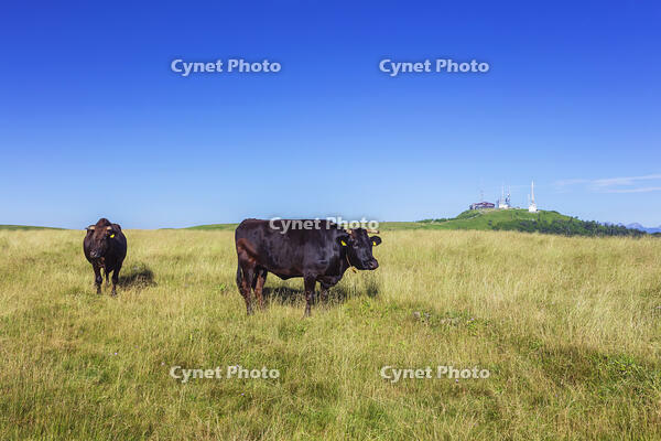 美ヶ原高原の放牧 [KNO110022777]