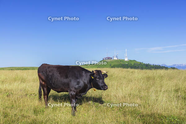 美ヶ原高原の放牧 [KNO110022778]