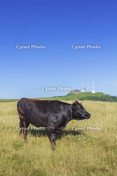 美ヶ原高原の放牧 [KNO110022779]