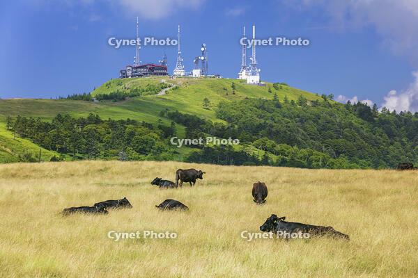 美ヶ原高原の王ヶ頭 [KNO110022780]