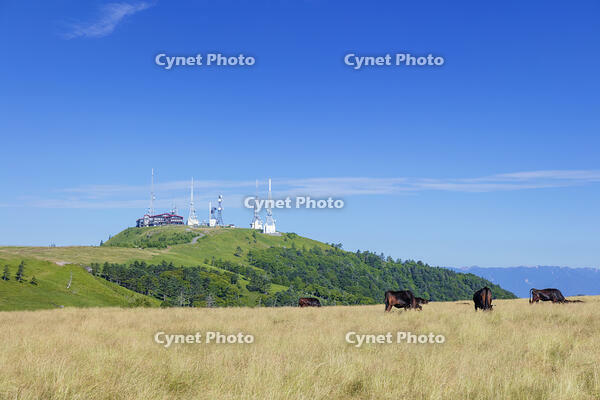 美ヶ原高原の王ヶ頭 [KNO110022781]