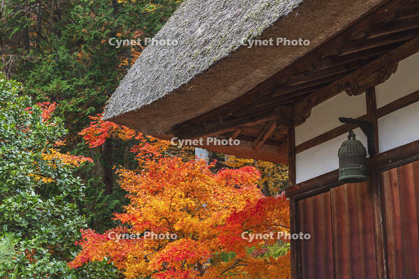 常楽寺本堂と紅葉 [KNO110023550]