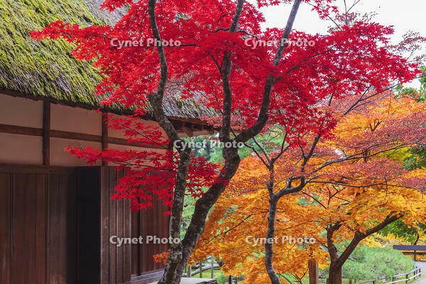 常楽寺本堂と紅葉 [KNO110023551]