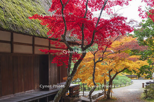 常楽寺本堂と紅葉 [KNO110023552]