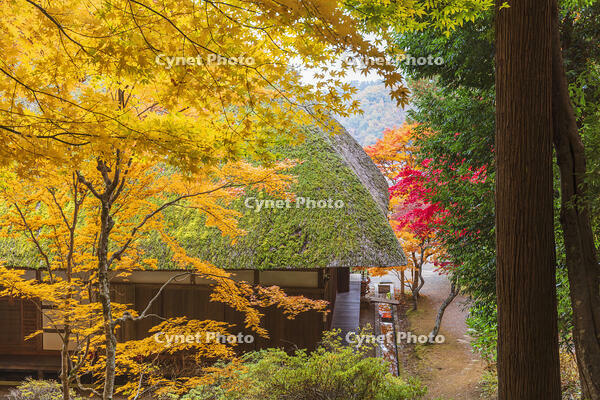 常楽寺本堂と紅葉 [KNO110023556]