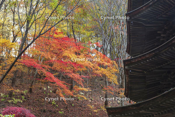 安楽寺八角三重塔 [KNO110023564]