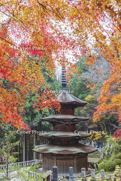 安楽寺八角三重塔 [KNO110023567]