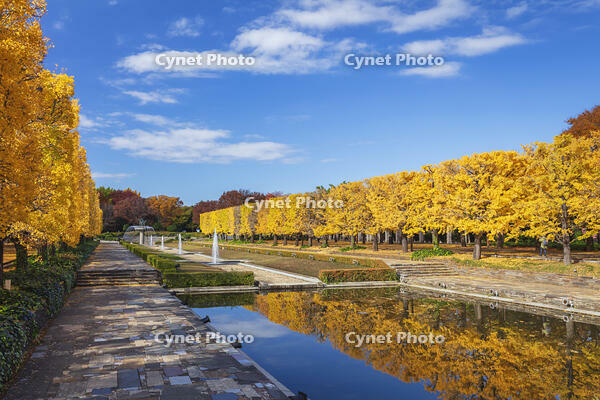 国営昭和記念公園のイチョウ並木 [KNO110023579]