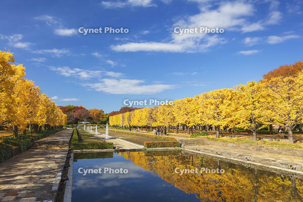 国営昭和記念公園のイチョウ並木 [KNO110023581]