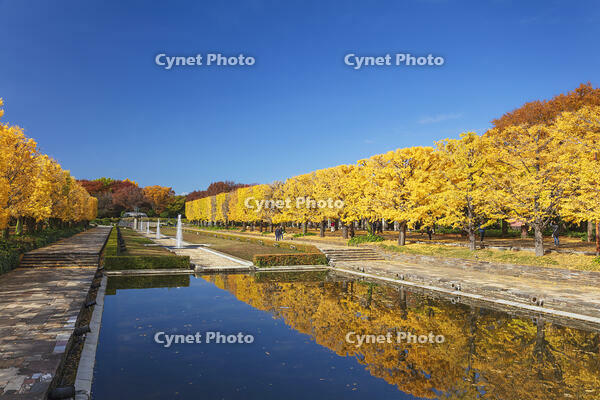 国営昭和記念公園のイチョウ並木 [KNO110023582]