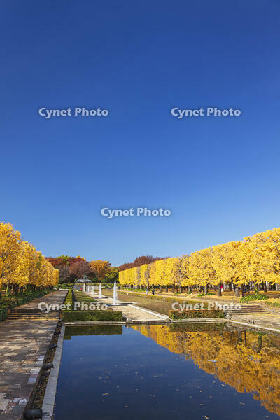 国営昭和記念公園のイチョウ並木 [KNO110023585]