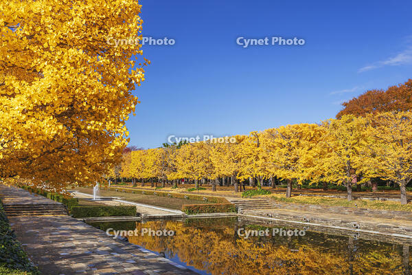 国営昭和記念公園のイチョウ並木 [KNO110023586]