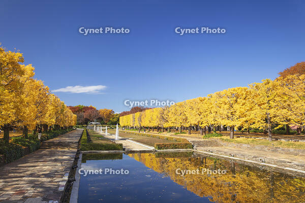 国営昭和記念公園のイチョウ並木 [KNO110023590]