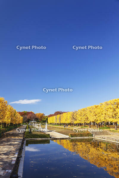 国営昭和記念公園のイチョウ並木 [KNO110023592]