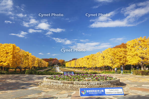 国営昭和記念公園のイチョウ並木 [KNO110023595]