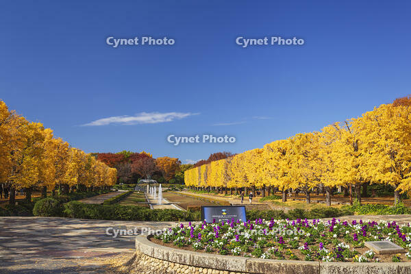 国営昭和記念公園のイチョウ並木 [KNO110023596]